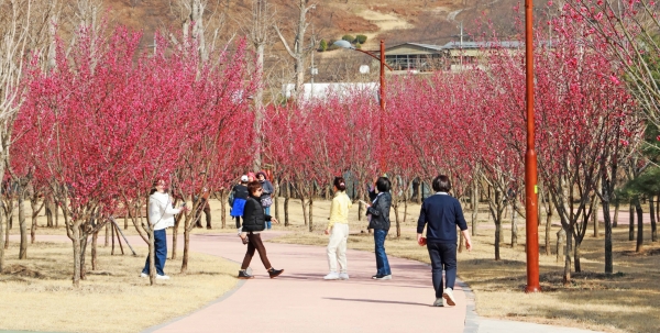 ▲구례군이 새봄을 맞이하기 위해 섬진강 수달생태공원을 홍매화로 꽃단장했다.(사진제공=구례군)