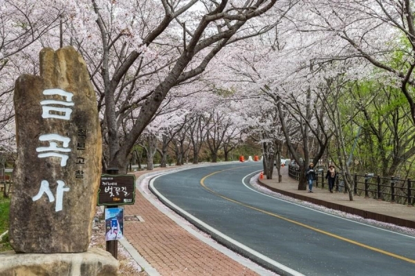 ▲강진금곡사 벚꽃 삼십리길축제가 개최된다.(사진제공=강진군)