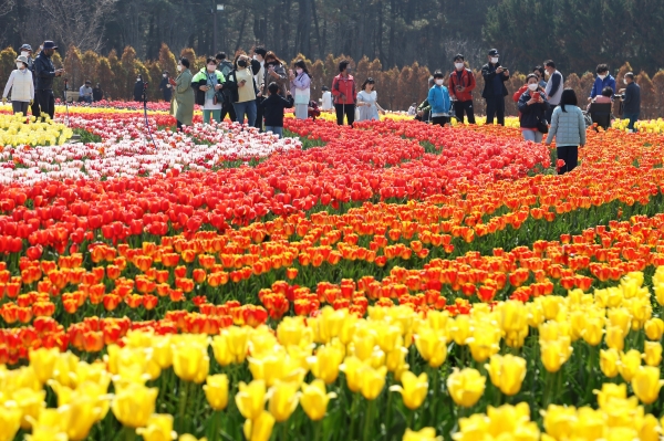 ▲신안군 임자면 아름다운 대광해변에서 화사한 봄을 느낄 수 있는 2023년 섬 튤립 축제를 개최한다.(사진제공=신안군)