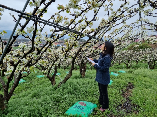 ▲배 과원 개화기 전경(사진제공=화순군)