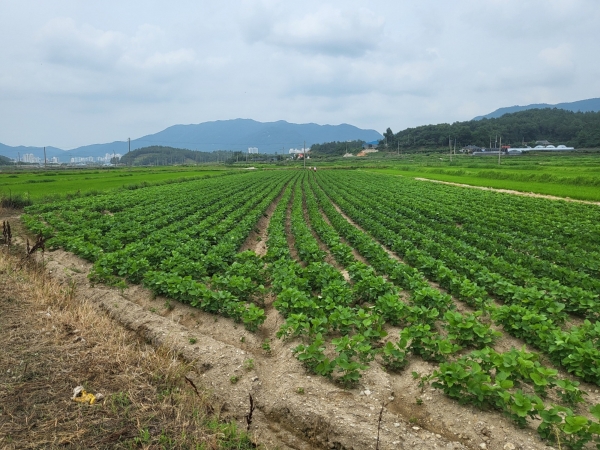 ▲해남 황산면 연호들녘 논콩(사진제공=전라남도)