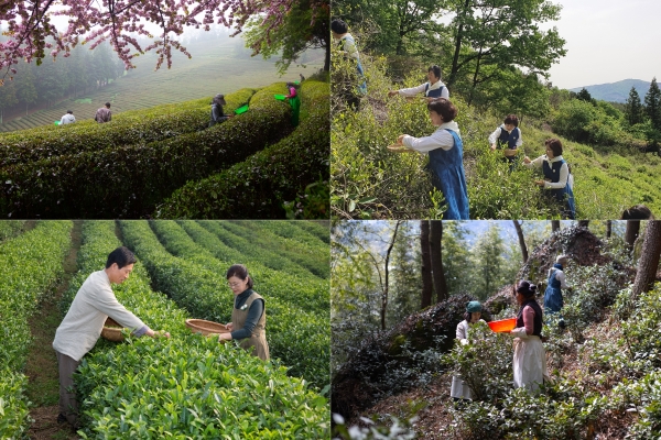 ▲차를 수확하고 있는 다원의 풍경(몽중산 당원, 보향다원 등 사진제공=보성군)