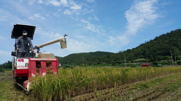 ▲진도군이 2023년 기본형 공익직불제 신청‧접수를 오는 28일 받는다.(사진제공=진도군)