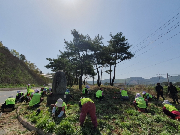 ▲장흥군 장동면은 20일 학산마을 진입로 1,000㎡에 꽃무릇 단지를 조성했다.(사진제공=장흥군)