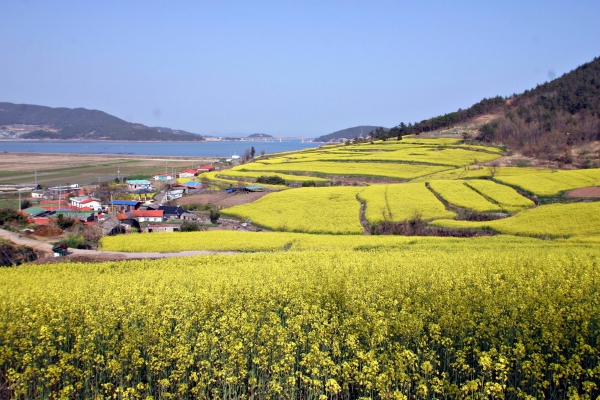 ▲회진면 선학동유채밭(사진제공=장흥군)