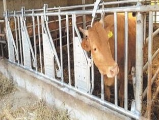▲해남군은 관내 56개소 축산농가에 1,740개의 소 보정용 자동목걸이를 보급한다.(사진제공=해남군)