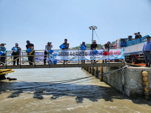 ▲영광군은 어린 대하 1,280만 마리를 지난 19일 영광군 칠산해역에 방류했다.(사진제공=영광군)