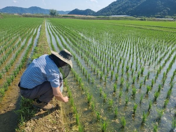 ▲벼 친환경재배지 벼물바구미 예찰(사진제공=화순군)