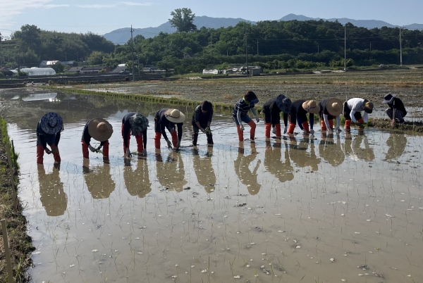 ▲곡성군이 지역에 맞는 벼 품종을 개발하고 다양한 벼 품종 비교 전시를 위해 시험포를 운영하고 있다.(사진제공=곡성군)