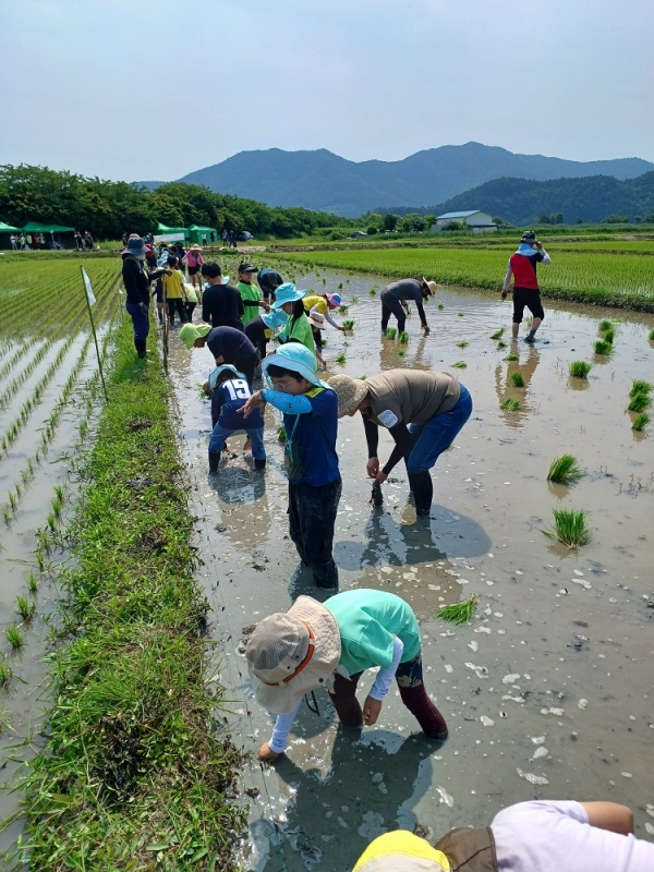 ▲14일 순천인안초등학교 학생들이 순천만 희망영농단지에서 흑두루미를 먹일 쌀을 생산하기 위해 손 모내기를 했다.(사진제공=순천시)