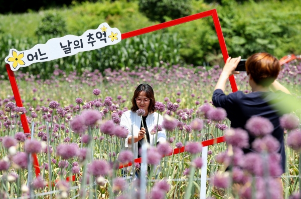▲강진군 작천면 부흥마을에 핀 보랏빛 코끼리마늘꽃 물결이 장관을 이루고 있다.(사진제공=강진군)
