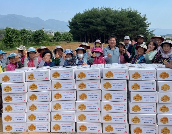 ▲담양군 봉산면은 노인일자리 사업으로 재배한 감자 150상자(10kg)를 수확해 관내 어려운 이웃 120가구와 경로당 30개소, 지역아동센터에 전달했다.(사진제공=담양군)