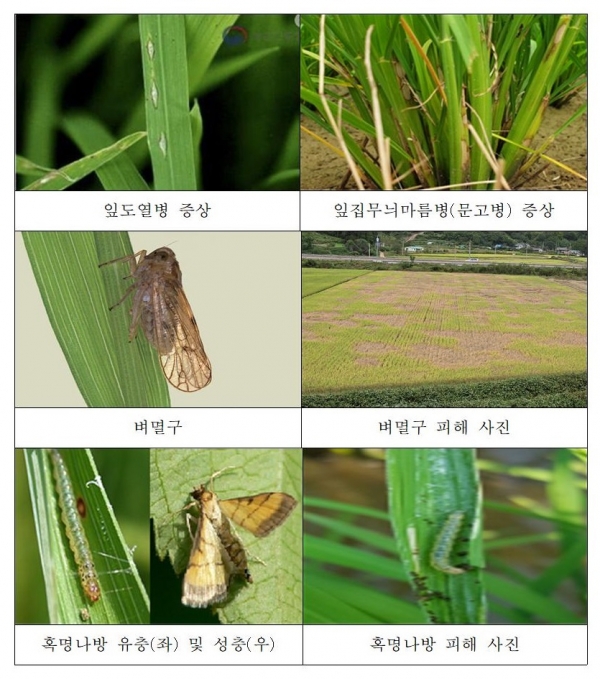 ▲영광군은 장마철 병해충 방제를 당부했다.(사진제공=영광군)