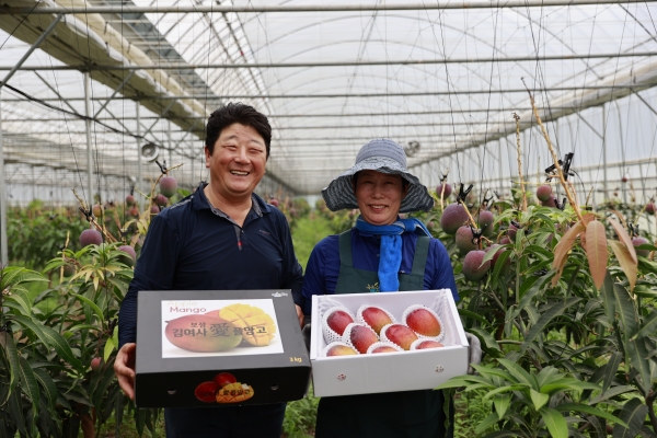 ▲회천면 화죽리 애플망고 농가 부부가 수확한 애플망고 박스를 들고 웃음꽃을 피우고 있다.(사진제공=보성군)