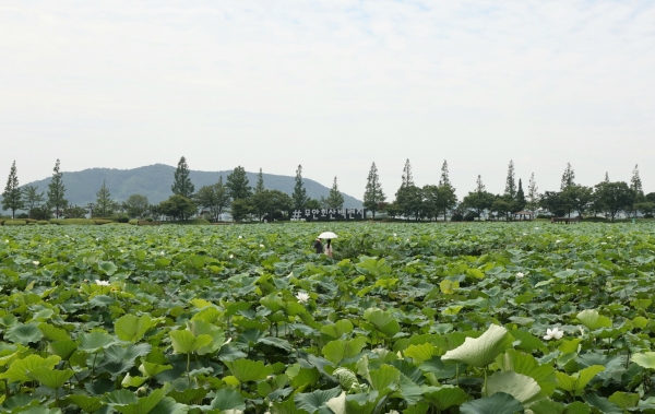 ▲무안 회산백련지(사진제공=무안군)