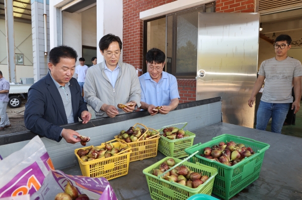 ▲우승희 영암군수가 지난 8일 저품위 무화과 수매 현장을 찾았다.(사진제공=영암군)