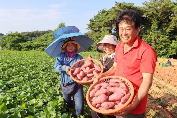 ▲마산면 박영남 농가 고구마 수확현장(사진제공=해남군)