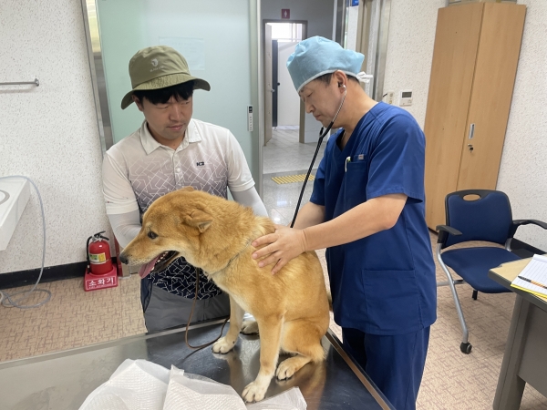 ▲진도군이 진도개 메디컬센터에 진도개 전문 수의사를 채용해 진료를 시작했다.(사진제공=진도군)