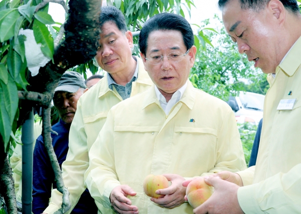 ▲김영록 전라남도지사가 지난 7월 24일 화순 복숭아 낙과 피해농장을 방문, 구복규 화순군수로부터 피해에 대한 설명을 듣는 모습.(사진제공=전라남도)