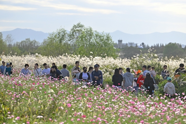 ▲광주 서구는 지난 6일부터 10일까지 영산강변 일대에서 제 8회 광주서창억새축제를 진행했다.(사진제공=서구)