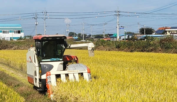 ▲나주시 다시면 가흥리 가루쌀 수확 모습(사진제공=나주시)