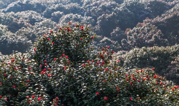 ▲장흥 천관산동백숲(사진제공=전라남도)