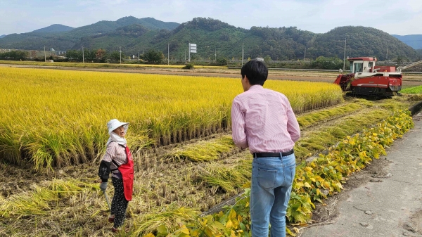 ▲장성군이 벼 수확시기에 맞춰 27일까지 현장기술지원단을 운영한다.(사진제공=장성군)