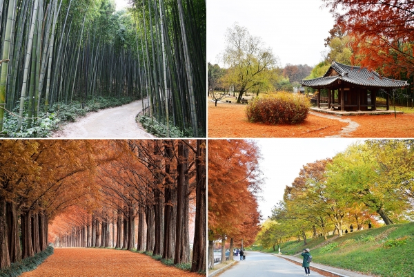 (사진 합본 좌측 위부터 죽녹원, 죽녹원 시가문화촌, 메타세쿼이아 가로수길, 관방제림.사진제공=담양군)
