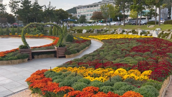 ▲진도군이 오는 27일부터 11월 15일까지 국화전시회를 개최한다.(사진제공=진도군)
