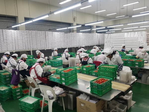 ▲담양군은 지난 2월 1일 봉산농협 산지유통센터에서 베트남으로 딸기 수출을 진행했다.(사진제공=담양군)