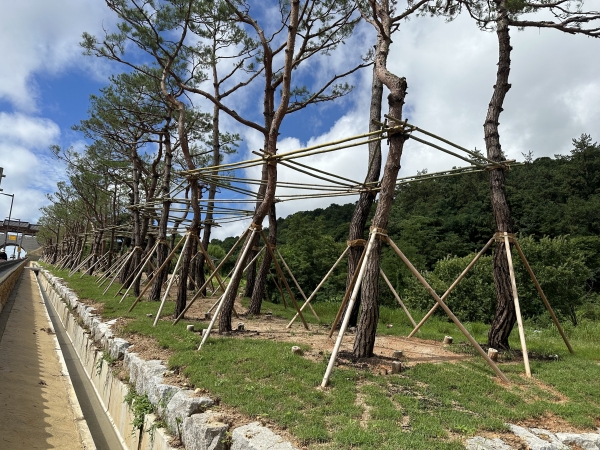 ▲나무은행 활용 숲 조성(사진제공=전라남도)