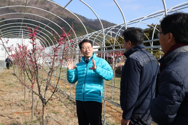 ▲강진원 강진군수가 개화한 홍매화 나무 단지에서 관계자에게 축제 시작까지 철저한 관리를 당부했다.(사진제공=강진군)