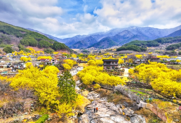 ▲구례산수유꽃축제(사진제공=구례군)