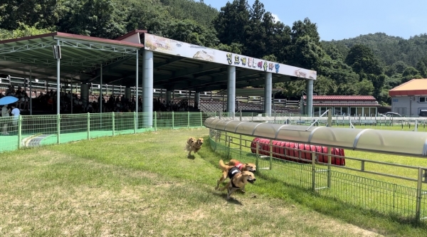 ▲진도군이 진도개의 우수성을 알리기 위해 연말까지 진도개 도그(Dog) 스포츠를 운영한다.(사진제공=진도군)