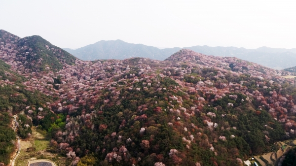 ▲금성면 고비산 산벚꽃축제(사진제공=담양군)