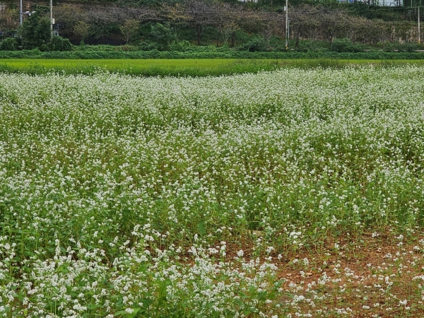 ▲함평 메밀 식재(사진제공=전라남도)