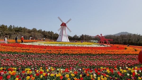 ▲2023 섬 튤립축제(사진제공=신안군)