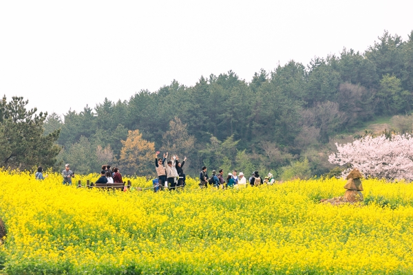 ▲유채꽃밭 전경(사진제공=완도군)