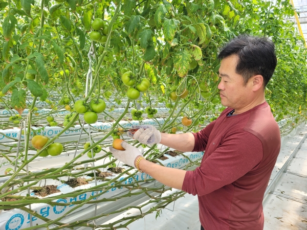 ▲친환경농산물 담양 완숙토마토(사진제공=전라남도)