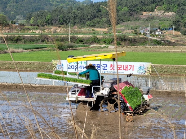 ▲영광군은 19일 올해 첫 모내기를 실시했다.(사진제공=영광군)
