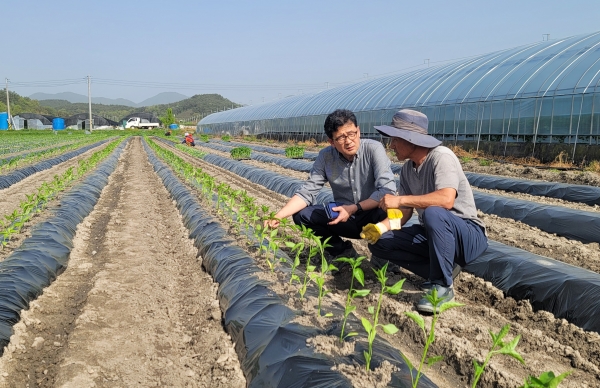 ▲강진군 관계자가 고추 농가에서 현지 기술지도를 하고 있다.(사진제공=강진군)