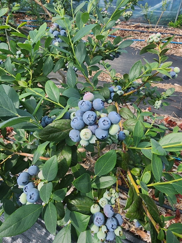 ▲블루베리(사진제공=해남군)