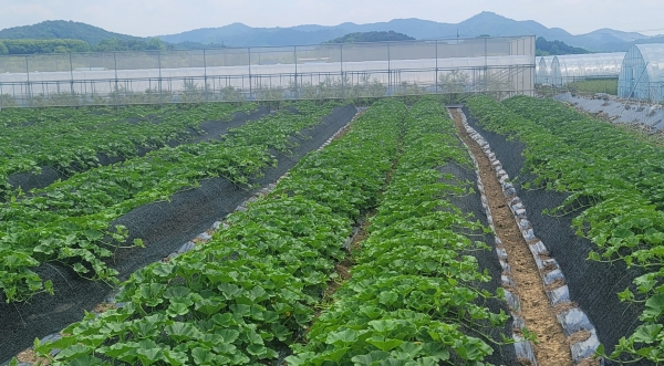 ▲녹비작물(사진제공=전라남도)