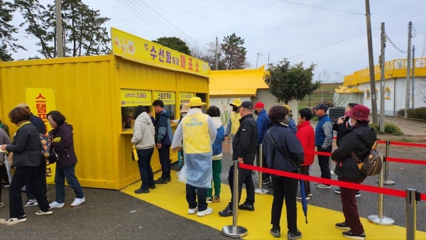 ▲선도의 테마컬러인 ‘노란색’으로 물든, ‘섬 수선화축제’ 매표소 전경(사진제공=신안군)