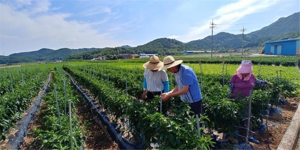 ▲장흥군은 본격적인 영농철을 맞아 농작물의 병해충 및 바이러스 예방 기술지원 등 맞춤형 현장 영농서비스를 지원하고 있다.(사진제공=장흥군)