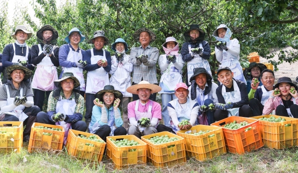 ▲광양시는 일손 부족으로 어려움을 겪고 있는 지역 내 고령농가, 영세농가, 장애농가 등을 대상으로 매실 수확 작업을 돕고 있다.(사진제공=광양시)