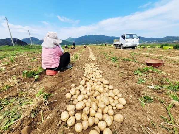 ▲전남 보성군 회천면 일대에서 햇감자를 수확하고 있다.(사진제공=보성군)