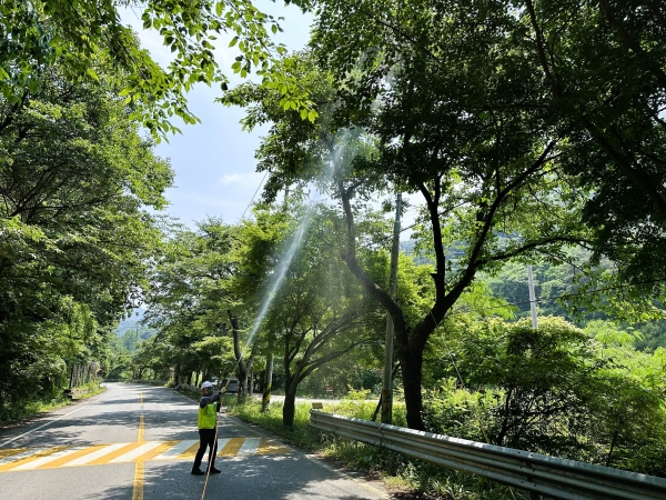 ▲장성군이 선제적인 가로수 병해충 방제로 주목받고 있다.(사진제공=장성군)
