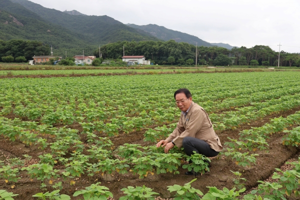 ▲군서농협 논콩 재배(사진제공=전라남도)