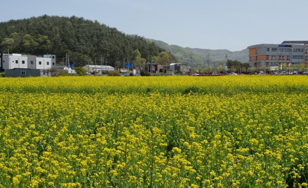 ▲고흥 유채밭(사진제공=전라남도)